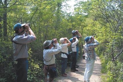  A photo of a group of birders in the woods looking to the right with binoculars. 