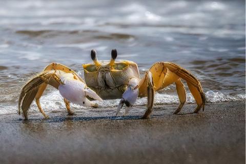 A photograph of a small orange crab walking on the beach.