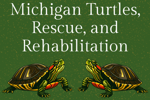 Michigan Turtles, Rescue, and Rehabilitation with 2 turtles