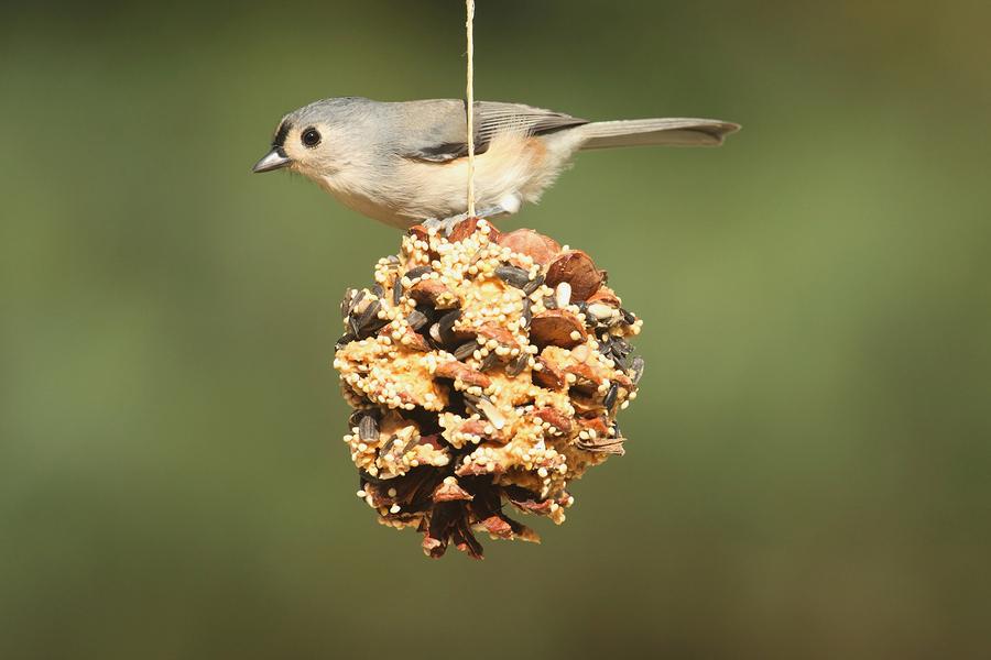 bird sitting on top of a pinecone birdfeeder