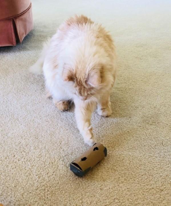 cat playing with toilet paper tube